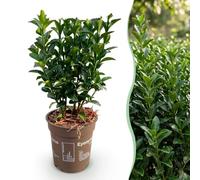 Green boutiQ - 40x Euonymus japonica Green Spire - Fusain - Plantes de haie - Persistant - Vert - Pot 9cm - Hauteur 20-25cm