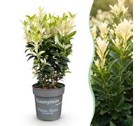 Green boutiQ - 40x Euonymus japonica Paloma Blanca - Fusain - Plantes de haie - Persistant - Vert - Blanc - Pot 9cm - Hauteur 20-30cm