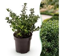 Green boutiQ - 40x Ilex crenata Stokes - Houx japonais - Plantes ornementales - Persistant - Vert - Pot de 9 cm - Hauteur 20-30 cm