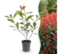 Green boutiQ - 40x Photinia fraseri Carre Rouge - Glansmispel - Plantes de haie - À feuilles persistantes - Rouge - Pot 9cm - Hauteur 25-35cm