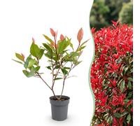 Green boutiQ - 40x Photinia fraseri Little Red Robin - Glansmispel - Plantes de haie - Persistant - Rouge - Pot 9cm - Hauteur 25-35cm