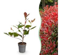 Green boutiQ - 40x Photinia fraseri Red Robin - Glansmispel - Plantes de haie - Persistant - Rouge - Pot 9cm - Hauteur 25-35cm