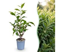 Green boutiQ - 40x Prunus lusitanica Angustifolia - Laurier portugais - Plantes de haie - Persistant - Vert - Pot 9cm - Hauteur 25-35cm