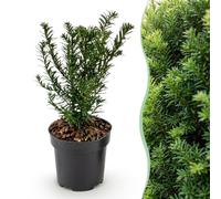 Green boutiQ - 40x Taxus baccata - If toxique - Plantes de haie - Persistant - Vert - Pot 9cm - Hauteur 20-30cm