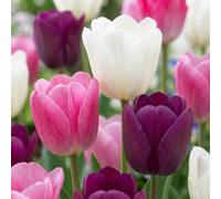Green boutiQ - 48x Tulipa Pastel mix - Tulipe mélange pastel - Divers - Floraison printanière - Calibre 11/12