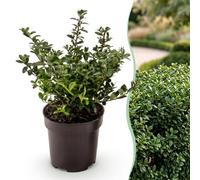 Green boutiQ - 8x Ilex crenata Stokes - Houx japonais - Plantes de haie - Persistant - Vert - Pot 9cm - Hauteur 20-30cm