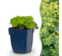 Green boutiQ - Alchemille mollis - Vasteplant - "Vrouwenmantel" - Plante couvre-sol - Fleurs jaunes - 12 plants - Pot de 11 cm - Hauteur : 15-25 cm