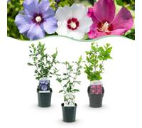 Green boutiQ - Arbustes - Hibiscus syriacus Tricolour - Fleurs Roses, Blanches et Bleues - 3 Plantes - Feuilles Caduques - Peu d'Entretien - Pot 17cm Hauteur 45cm