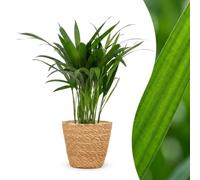 Green boutiQ - Areca Lutescens - Palmiste multipliant - 1 Plant - avec Panier - Pot 12cm - Hauteur - 45cm