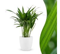 Green boutiQ - Areca Lutescens - Palmiste multipliant - 1 Plant - avec Potter Wit - Pot 12cm - Hauteur - 45cm