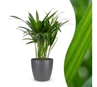 Green boutiQ - Areca Lutescens - Palmiste multipliant - 1 Plant - met Potter Grijs - Pot 12cm - Hoogte - 45cm