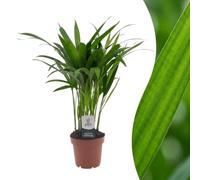 Green boutiQ - Areca Lutescens - Palmiste multipliant - 1 Plant - Pot 12cm - Hoogte - 45cm