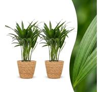 Green boutiQ - Areca Lutescens - Palmiste multipliant - 2 Plantes - avec Panier en jonc de mer - Pot 12cm - Hauteur 45cm