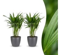 Green boutiQ - Areca Lutescens - Palmiste multipliant - 2 Plantes - met Potter Grijs - Pot 12cm - Hoogte - 45cm