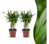 Green boutiQ - Areca Lutescens - Palmiste multipliant - 2 Plantes - Pot 12cm - Hauteur - 45cm