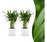 Green boutiQ - Areca Lutescens - Palmiste multipliant - 2 Plants - met Potter Wit - Pot 12cm - Hoogte - 45cm