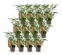 Green boutiQ - Bamboe - Fargesia Asian Wonder - Bladhoudend - Niet Woekerend - Groen - 12 Planten - Pot 14cm - Hoogte 35cm