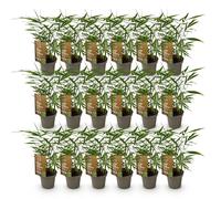 Green boutiQ - Bamboe - Fargesia Asian Wonder - Bladhoudend - Niet Woekerend - Groen - 18 Planten - Pot 14cm - Hoogte 35cm