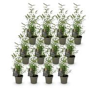 Green boutiQ - Bamboe - Fargesia Black Dragon - Bladhoudend - Niet Woekerend - Groen - 12 Planten - Pot 14cm - Hoogte 35cm