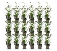 Green boutiQ - Bamboe - Fargesia Black Dragon - Bladhoudend - Niet Woekerend - Groen - 18 Planten - Pot 14cm - Hoogte 35cm