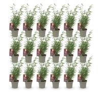 Green boutiQ - Bamboe - Fargesia Red Dragon - Bladhoudend - Niet Woekerend - Groen - 18 Planten - Pot 14cm - Hoogte 35cm