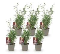 Green boutiQ - Bamboe - Fargesia Red Dragon - Bladhoudend - Niet Woekerend - Groen - 6 Planten - Pot 14cm - Hoogte 35cm