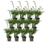 Green boutiQ - Bamboe - Fargesia robusta Pingwu - Bladhoudend - Niet Woekerend - Groen - 12 Planten - Pot 14cm - Hoogte 35cm