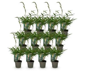 Green boutiQ - Bamboe - Fargesia robusta Pingwu - Bladhoudend - Niet Woekerend - Groen - 12 Planten - Pot 14cm - Hoogte 35cm