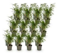 Green boutiQ - Bamboe - Fargesia Rufa - Bladhoudend - Niet Woekerend - Groen - 12 Planten - Pot 14cm - Hoogte 35cm