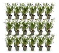 Green boutiQ - Bamboe - Fargesia Rufa - Bladhoudend - Niet Woekerend - Groen - 18 Planten - Pot 14cm - Hoogte 35cm
