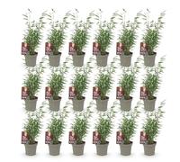 Green boutiQ - Bamboo - Fargesia Red Dragon - Persistant - Non Envahissant - Vert - 18 Plantes - Pot 14cm - Hauteur 35cm
