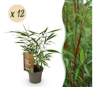 Green boutiQ - Bambou - Fargesia Asian Wonder - À feuillage persistant - Non envahissant - Vert - 12 plants - Pot de 14 cm - Hauteur 35 cm