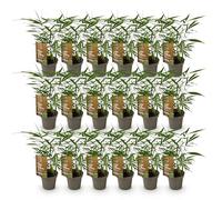 Green boutiQ - Bambou - Fargesia Asian Wonder - Persistant - Non envahissant - Vert - 18 Plantes - Pot 14cm - Hauteur 35cm
