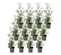 Green boutiQ - Bambou - Fargesia Black Dragon - À Feuilles Persistantes - Non Envahissant - Vert - 12 Plantes - Pot 14cm - Hauteur 35cm