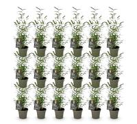 Green boutiQ - Bambou - Fargesia Black Dragon - Persistant - Non envahissant - Vert - 18 Plantes - Pot 14cm - Hauteur 35cm