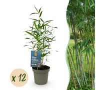 Green boutiQ - Bambou - Fargesia Blue Dragon - À feuillage persistant - Non envahissant - Vert - 12 plants - Pot de 14 cm - Hauteur 35 cm