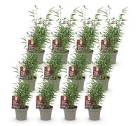 Green boutiQ - Bambou - Fargesia Red Dragon - À feuillage persistant - Non envahissant - Vert - 12 plants - Pot de 14 cm - Hauteur 35 cm