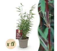 Green boutiQ - Bambou - Fargesia Red Dragon - À feuillage persistant - Non envahissant - Vert - 18 plants - Pot de 14 cm - Hauteur 35 cm