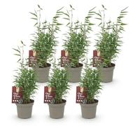 Green boutiQ - Bambou - Fargesia Red Dragon - À feuillage persistant - Non envahissant - Vert - 6 plants - Pot de 14 cm - Hauteur 35 cm
