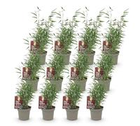 Green boutiQ - Bambou - Fargesia Red Dragon - Persistant - Non envahissant - Vert - 12 Plantes - Pot 14cm - Hauteur 35cm