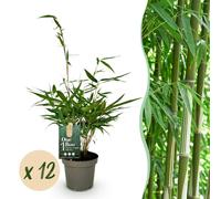 Green boutiQ - Bambou - Fargesia robusta Pingwu - À feuillage persistant - Non envahissant - Vert - 12 plants - Pot de 14 cm - Hauteur 35 cm