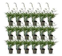 Green boutiQ - Bambou - Fargesia robusta Pingwu - Persistant - Non envahissant - Vert - 18 Plantes - Pot 14cm - Hauteur 35cm