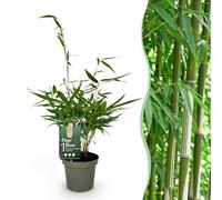 Green boutiQ - Bambou - Fargesia robusta Pingwu - Persistant - Non envahissant - Vert - 6 Plantes - Pot 14cm - Hauteur 35cm