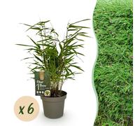 Green boutiQ - Bambou - Fargesia Rufa - À feuillage persistant - Non envahissant - Vert - 6 plants - Pot de 14 cm - Hauteur 35 cm