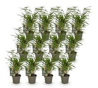 Green boutiQ - Bambou - Fargesia Rufa - Persistant - Non envahissant - Vert - 12 Plantes - Pot 14cm - Hauteur 35cm