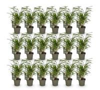 Green boutiQ - Bambou - Fargesia Rufa - Persistant - Non envahissant - Vert - 18 Plantes - Pot 14cm - Hauteur 35cm