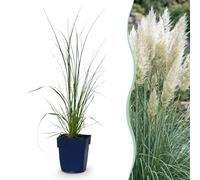 Green boutiQ - Graminées - Cortaderia sell. Pumila - Herbe de la Pampa naine - Avec Plumet - Gris - 24 Plantes - Pot 11cm - Hauteur 15-25cm
