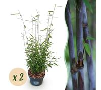 Green boutiQ - Graminées - Fargesia nitida Black Dragon - Bambou non envahissant - À feuillage persistant - Vert - 2 plants - Pot de 23 cm - Hauteur 80 cm