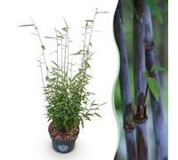 Green boutiQ - Graminées - Fargesia nitida Black Dragon - Bambou non envahissant - À feuillage persistant - Vert - 1 plante - Pot de 23 cm - Hauteur 80 cm