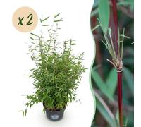 Green boutiQ - Graminées - Fargesia nitida Red Dragon - Bambou non envahissant - À feuillage persistant - Vert - 2 plants - Pot de 23 cm - Hauteur 80 cm
